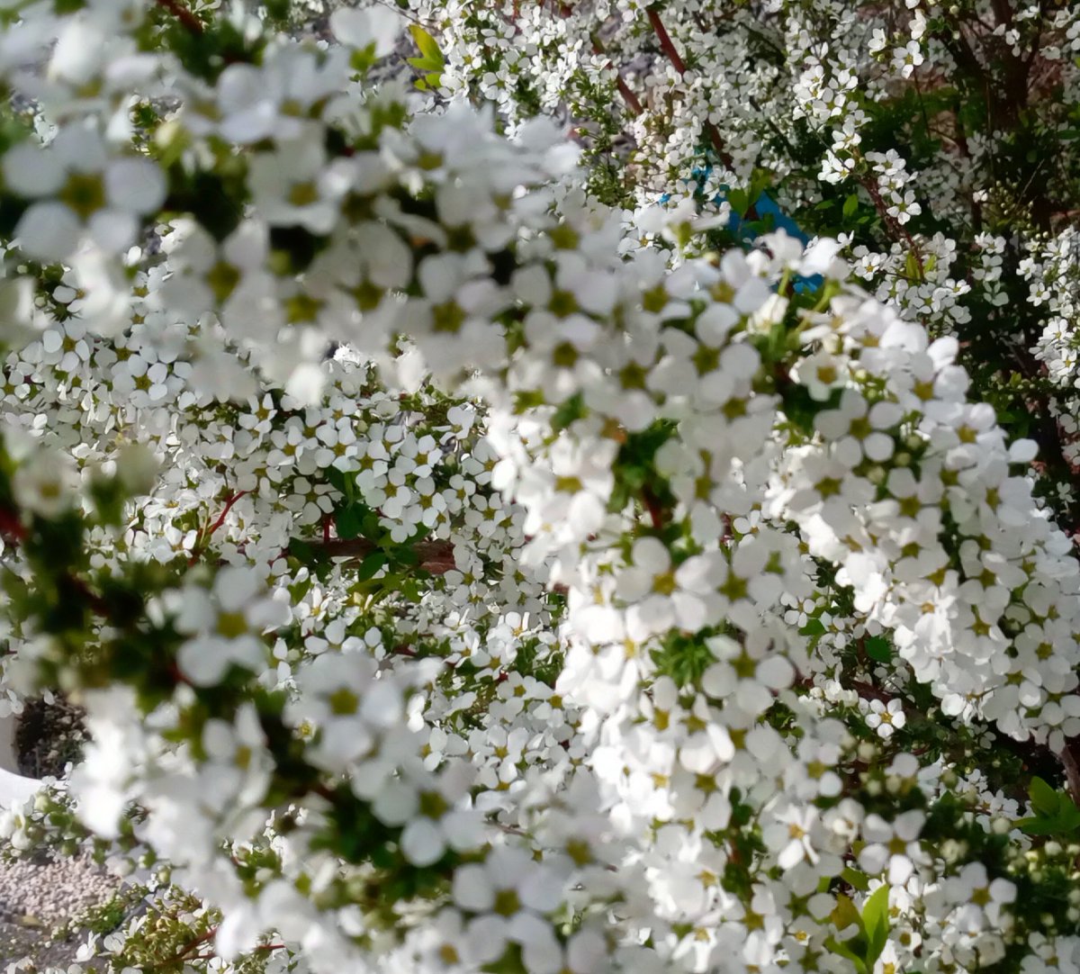 山蔭に残って咲くのは山桜？ 土お越しのトラクターが 動き出す 時おり 桜舞い降り ふわりふわり飛び交う🌸 アスファルトの桜も ふわっと… 舞っているよ