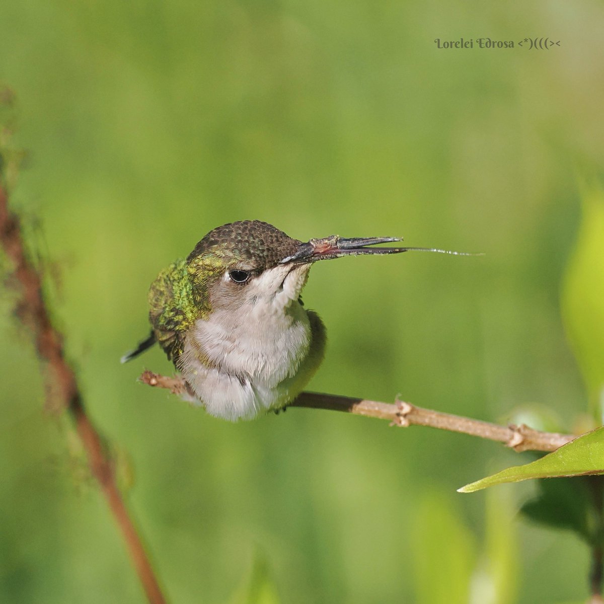 I forgot to pose this Ruby throated hummingbird for #TongueOutTuesday …. Oops there’s no such thing 😁😜