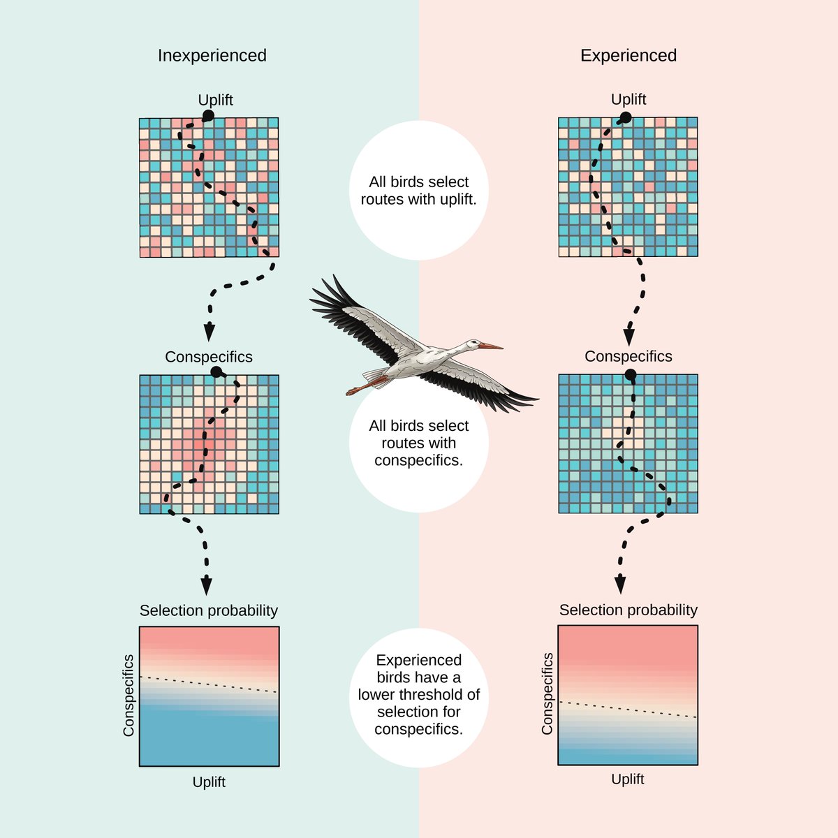 Excited to share that our new paper on the link between experience and independence for a collective migrant is now out in @CurrentBiology ! doi.org/10.1016/j.cub.… @anflack @elham_nourani @MPI_animalbehav