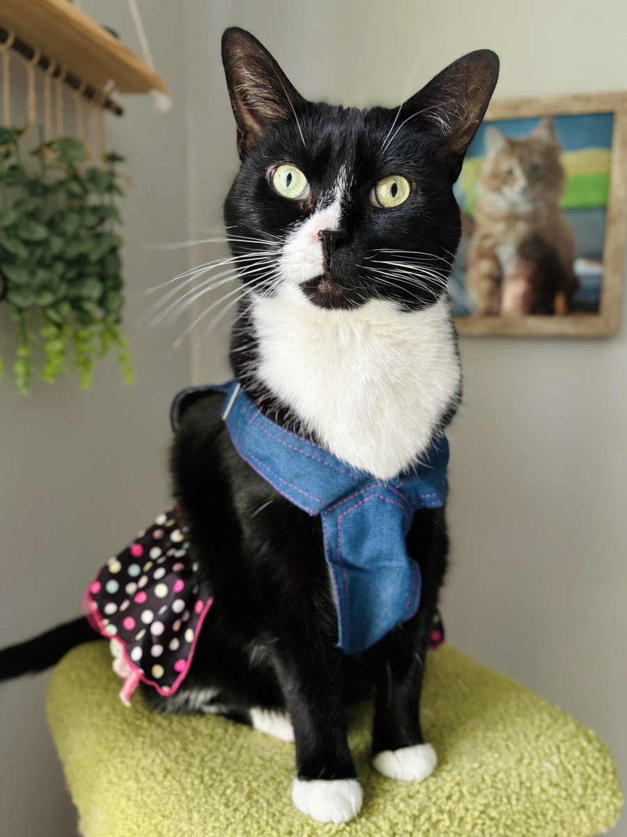 Blue Jean Onyx 💙👖 #theoreocat #tuxedocat #CatsOfX