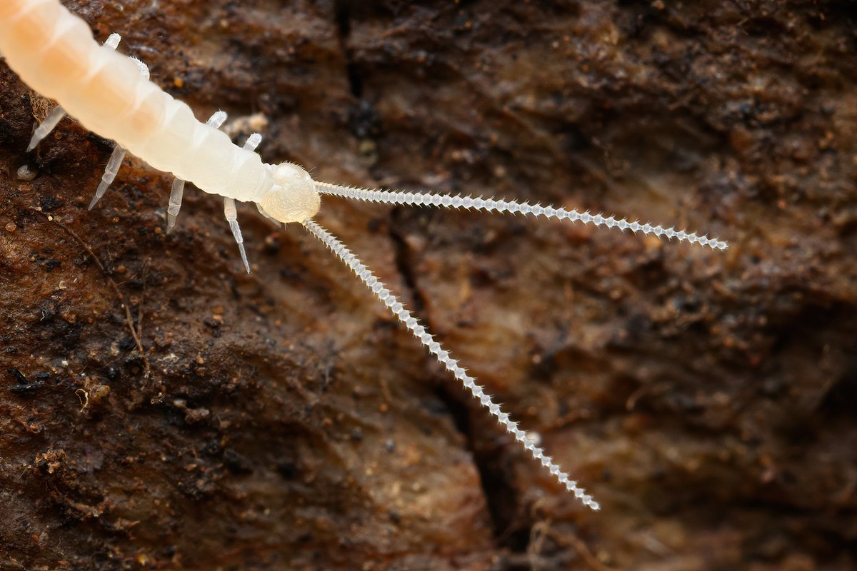 perfect antennae of a symphylan from beneath serpentine, Butte County CA