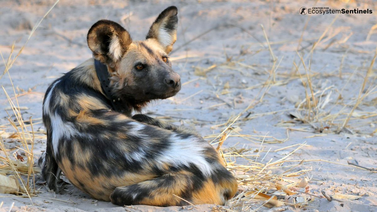 What do you think this African wild dog is looking at? #PaintedWolfWednesday 🐾 Photo credit: Leigh West