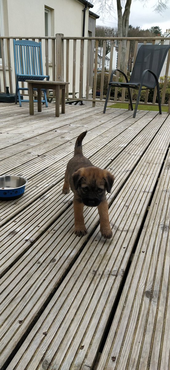 #BTposse Happy gotcha day to me. Three years today I made my hoomans life's complete. Gosh I was cute 🥰 🐕🐾