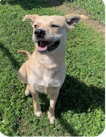 ROGER #A366072 1yo to be killed for space 😡💉 4/22 #CorpusChristi TX 🙏 #PLEDGE to find #RESCUE #FOSTER Roger was fearful with other 🐕 friendly with staff once out his kennel his just a baby 1yo yet the killers keep on killing innocent dogs and will soon kill Roger to! Res ⬇️