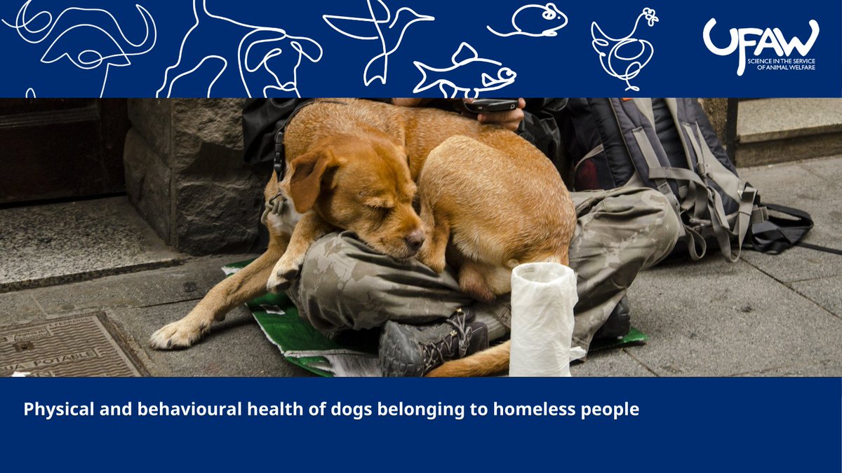 📢NEW STUDY 
Using a #OneWelfare lens, researchers assessed the physical and behavioural health of dogs belonging to homeless persons in the U.S. Results showed dogs were well cared for, physically healthy, and had few behavioural problems.➡️ow.ly/3maB50RgBLR
