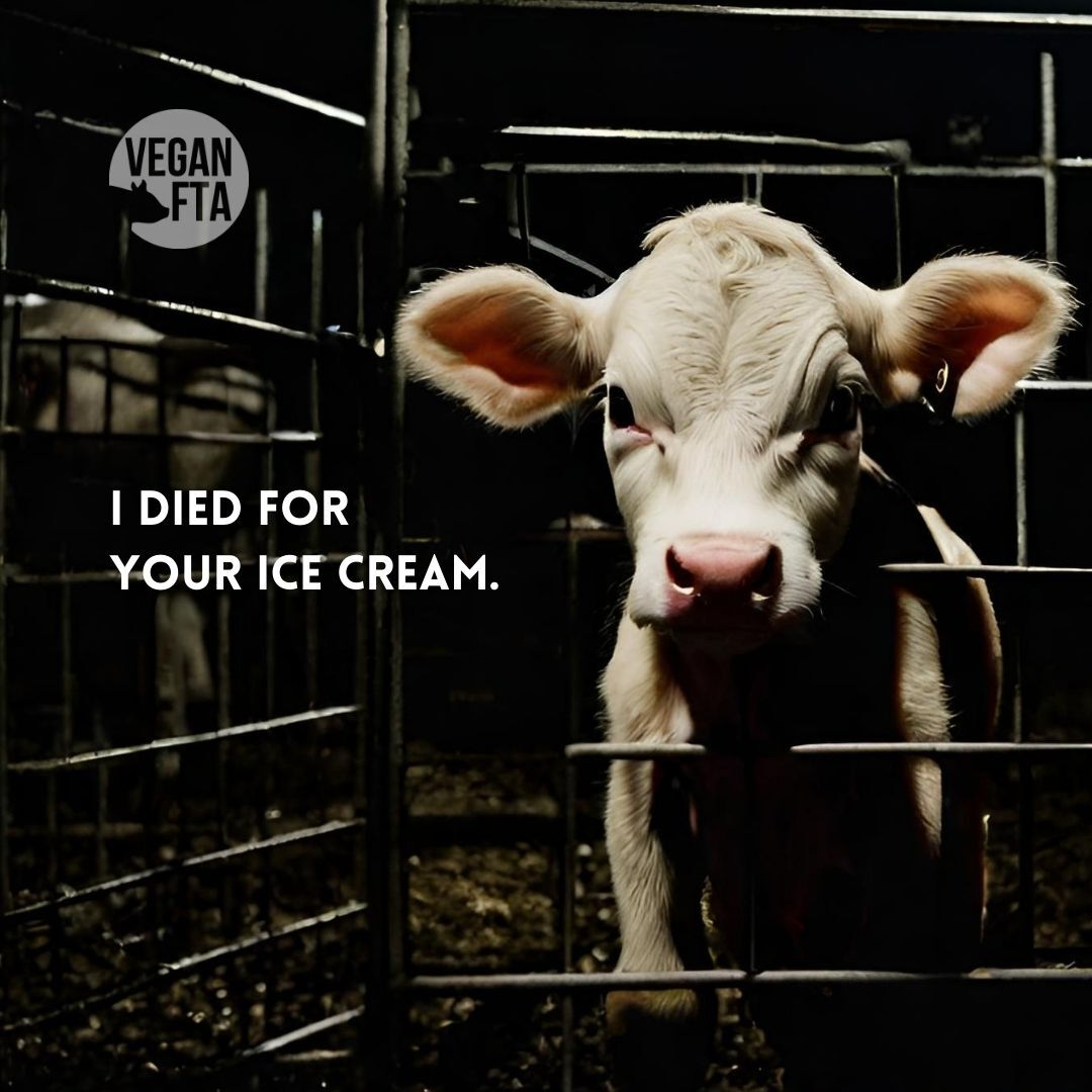 But no one dies for dairy.. right? 🤔

Wrong. Male calves are 'useless' to the dairy industry and are killed. 😢

👉 Urge Costa Coffee to Make Oat Milk the Default to Save Cows from Cruelty: drove.com/.2JpN

📷 VeganFTA

#dairy #icecream #babyanimals #cows #cow #vegan