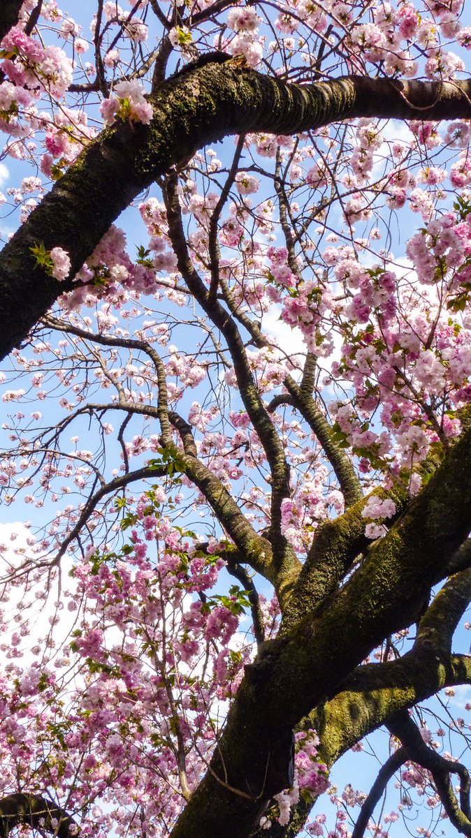 4/17、新宿御苑

八重桜🌸系の桜🌸はまだ満開🌸、写真は『福禄寿』と言う種の大樹、見惚れながら眺めていました。