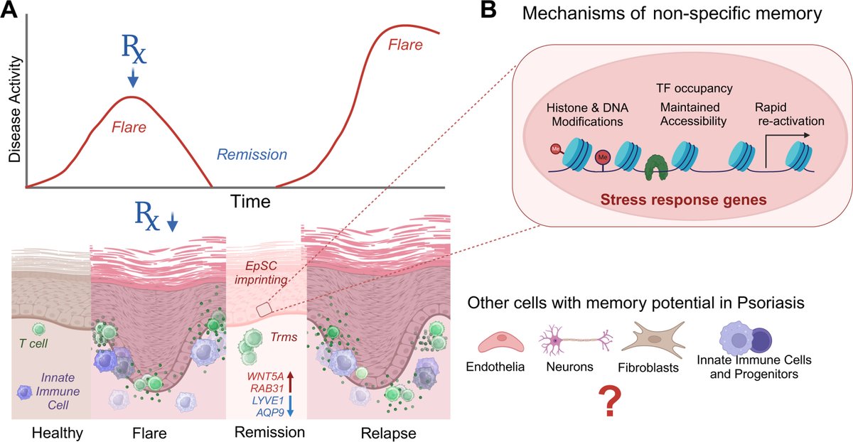 Check out this awesome review: 'Inflammatory Memory in Chronic Skin Disease' ow.ly/ULVR50RgbO2 #dermtwitter #medderm