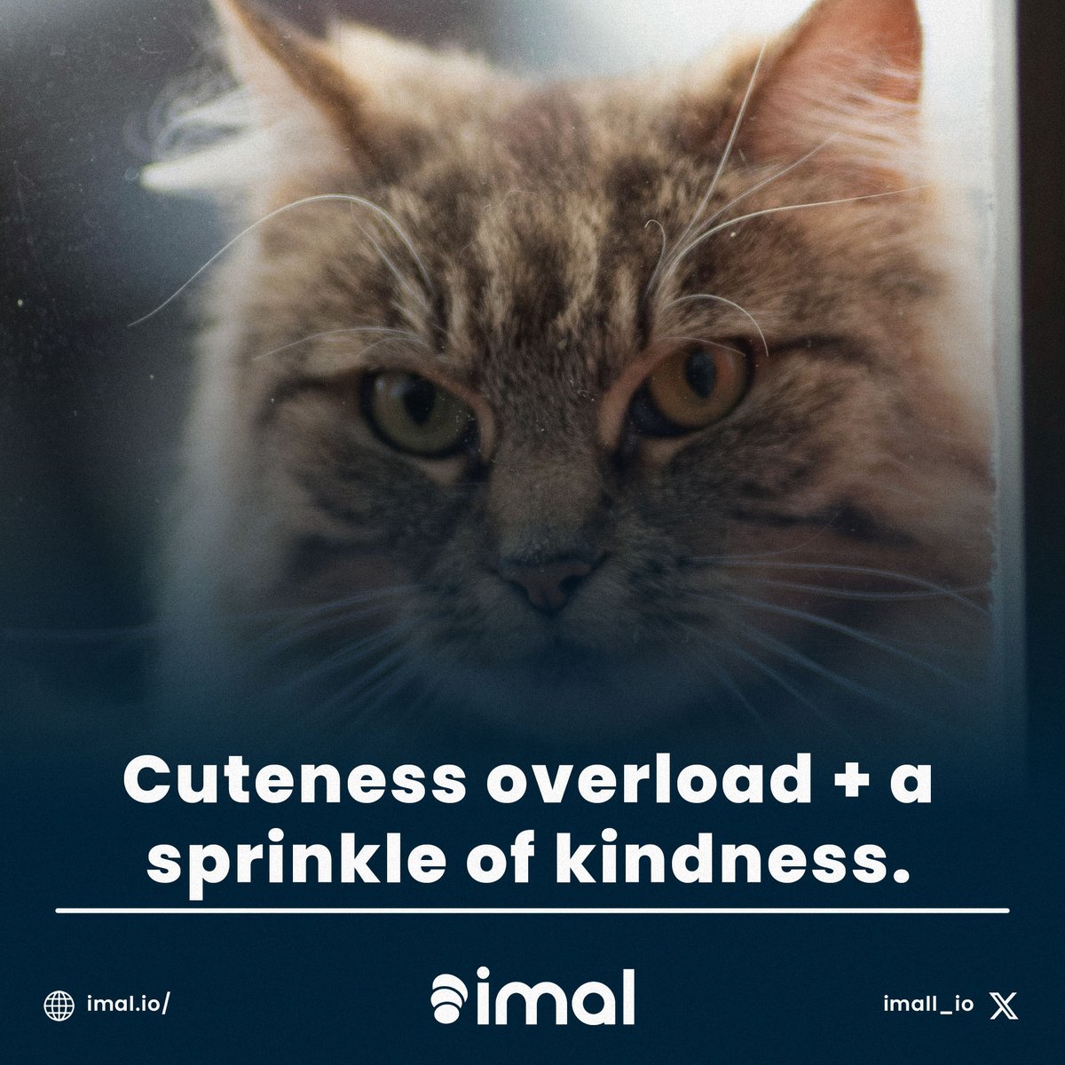 Sprinkle a little kindness on the world today, with IMAL