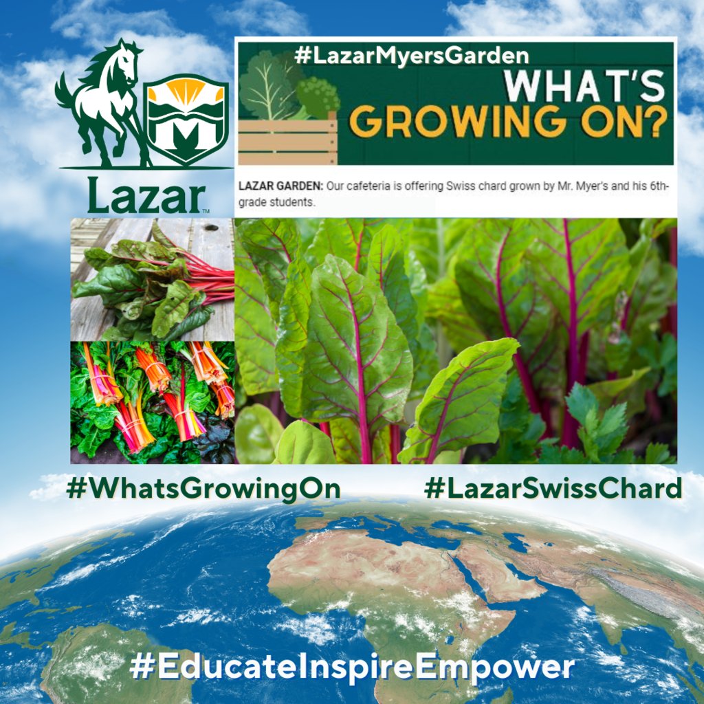#STEAM! #WhatsGrowingOn? #LazarChard is ready to harvest! 6th Grade students in Mr. Myers' class have grown Swiss Chard. The science students planted the #LazarMyersGarden. Students &amp; staff can taste the home-grown delicacy at lunch!
#EducateInspireEmpower #LazarEarthDay2024!