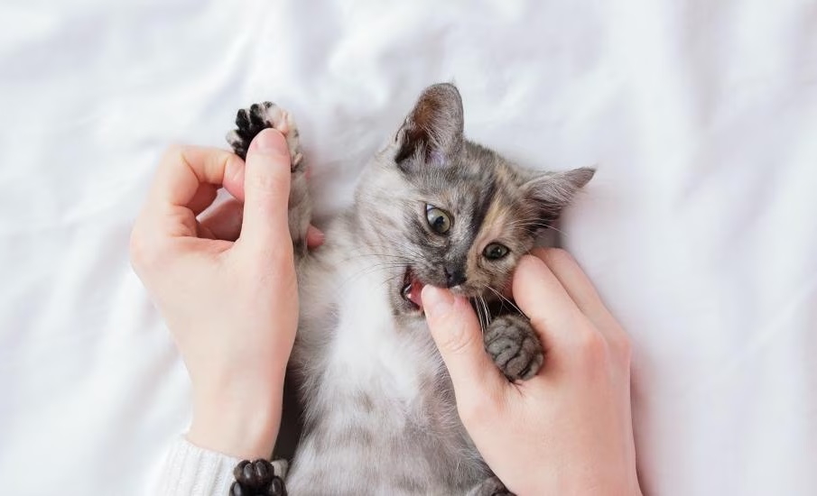 Cat Love Bites: Why They Happen and How To Respond bb-creative.odoo.com/r/nq2
.
.
.
.
#pets #dtvet #donnertruckeepethospital #vets #vet #veterinariantechnician #veterinarians #cats #housepets #furryfriends #furbabies #kittens #cat #lovemycats #lovemypets #catbehavior