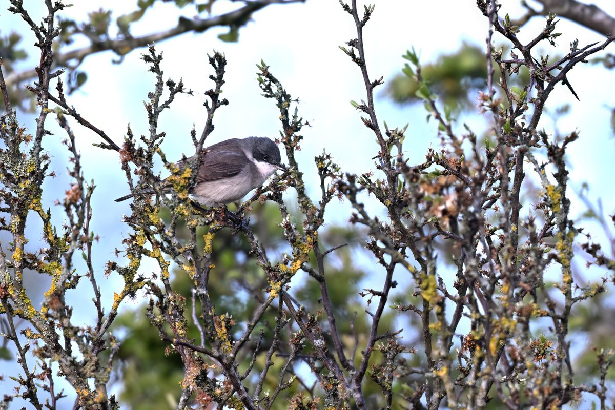 Lesser Whitethroat on Croxley Common Moor this morning #hertsbirds