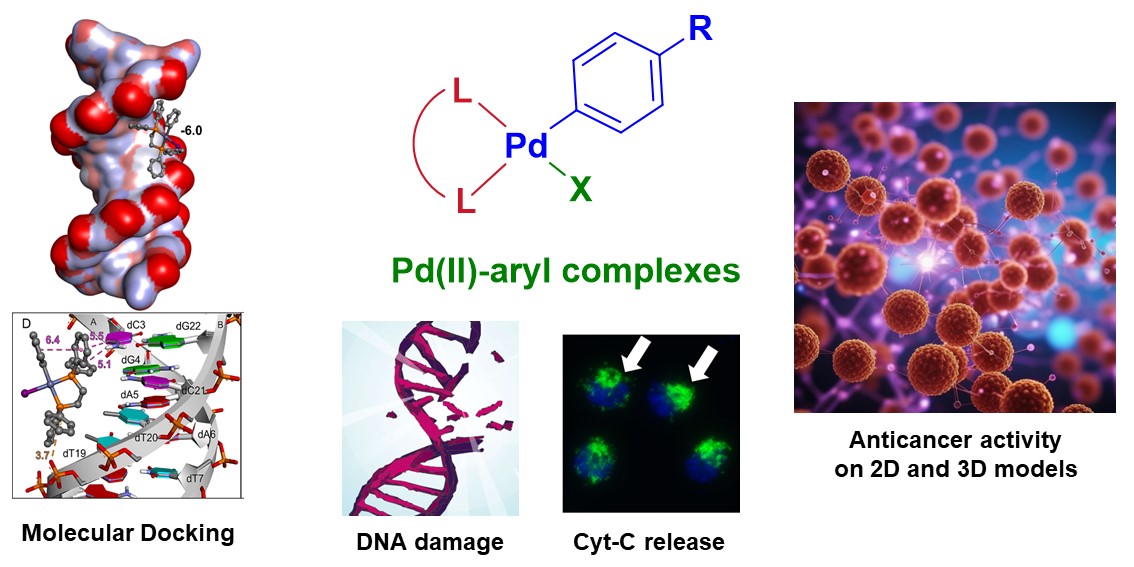 Happy to share with you our latest contribution in the field of organopalladium anticancer agents! Here a detailed biological/computational analysis on novel Pd-aryl complexes. Thanks to all people involved! @GiovanniTonon5 @discunipd @_LauraOrian pubs.rsc.org/en/content/art…