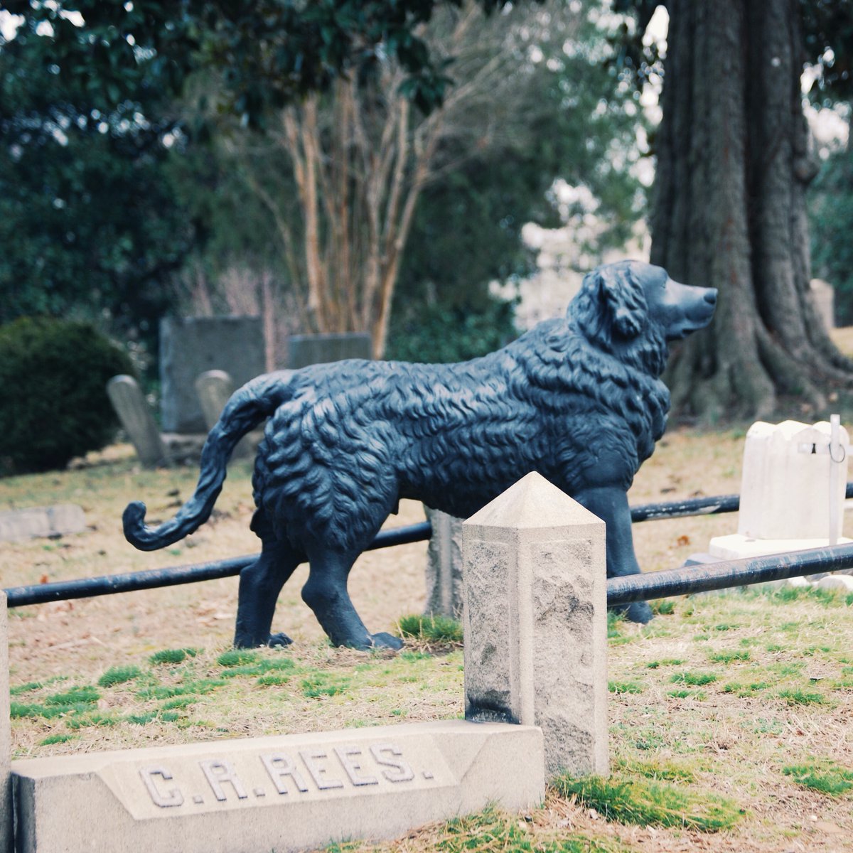 One of the most well-known monuments in Hollywood Cemetery is a cast-iron Newfoundland dog. The statue stands guard over the grave of a young girl who died in 1862. See this monument and more on our Highlights Tour hollywoodcemetery.org/visit/virtual-…