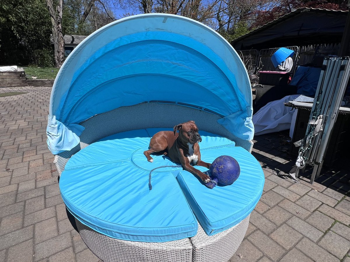 Luna said thank you so much for setting this up for me! It’s very comfy. #boxerpuppy #boxerdogs #boxerlife #boxerlovers #boxersrock #boxersoftwitter #boxerdogsoftwitter #dogsoftwitter #dogsofx