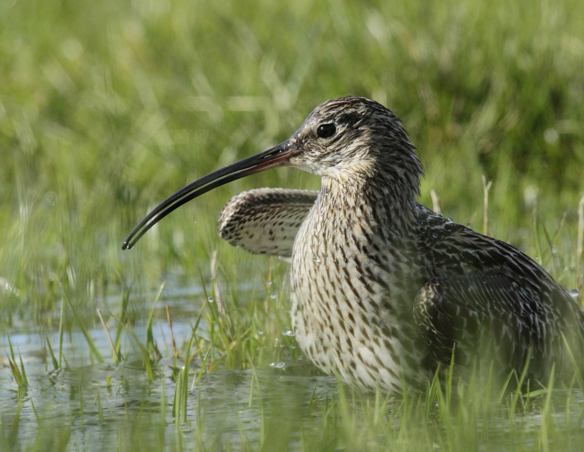 It’s #WorldCurlewDay! Enjoy the evocative sounds of Curlew recorded as part of the Curlew Sounds album by @merlyndriver to raise awareness of these special birds. The album has already been streamed a million times on @Spotify! Listen here...🎶 youtube.com/watch?v=B9yx0_… 📷 Andy Hay