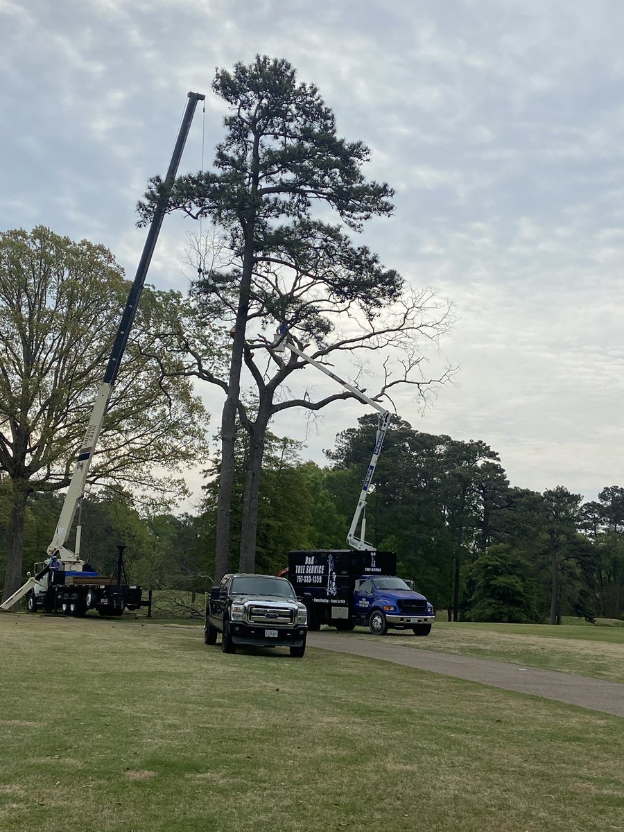 Dead oak tree hanging over cart path on 2 is coming down today.
