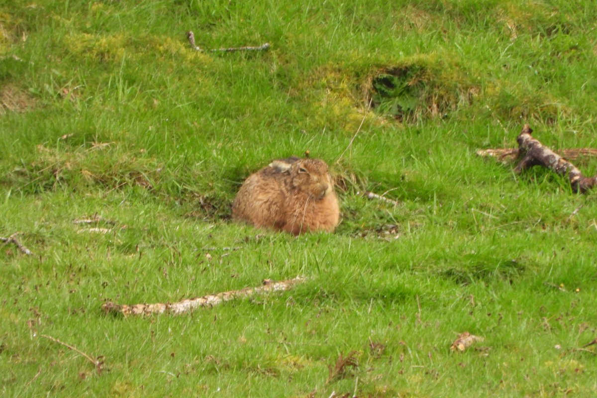 Early morning on the Welsh moor numerous Wheatear 1 Ring ouzel a dozen or more Blackcock on the lek Red Grouse active all over moor male Hen Harrier noted pr Dippers feeding young .Brown Hare and First Cuckoo of the spring heard edge of moor