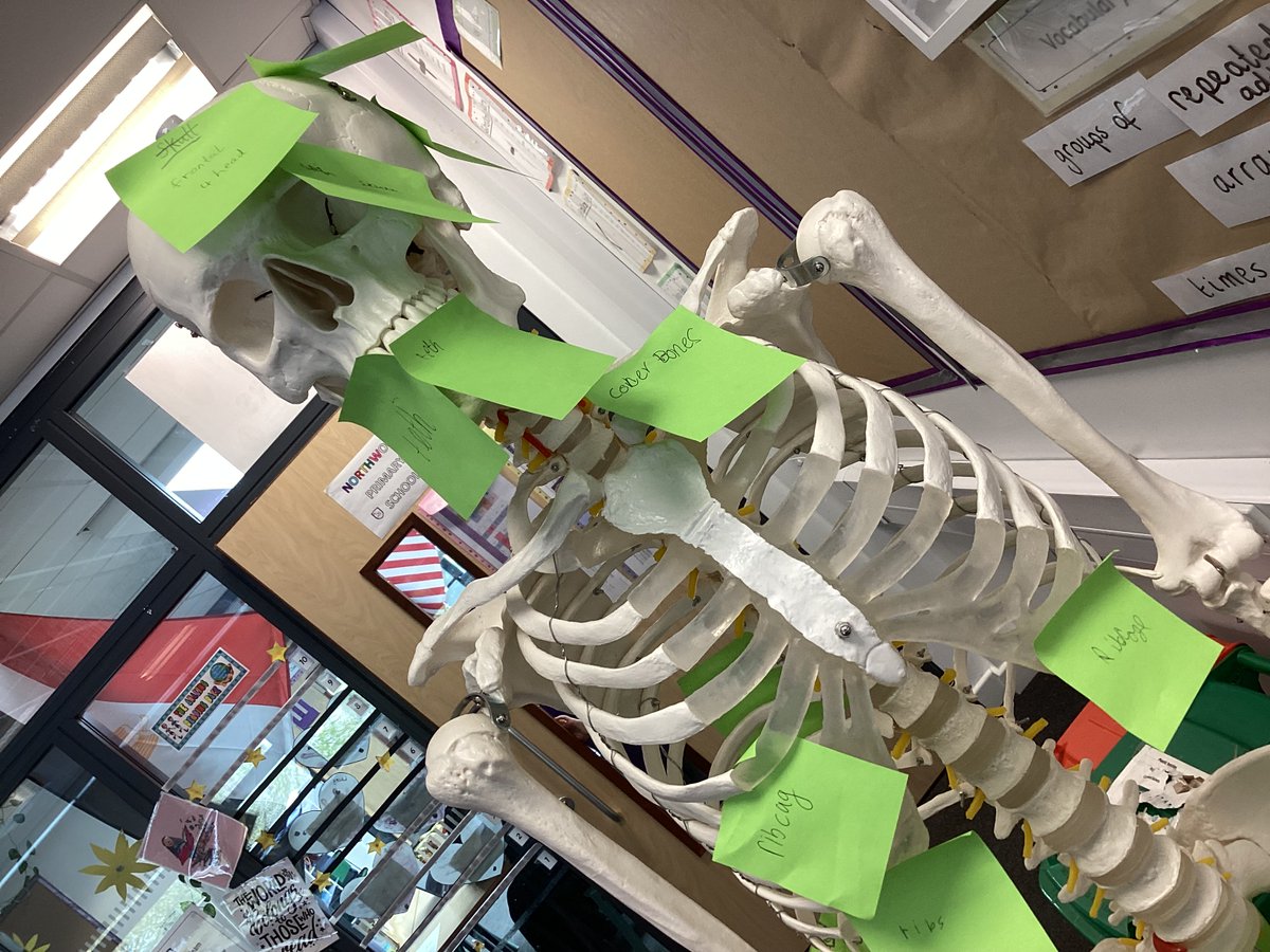 NCPS_Year3's tweet photo. Year 3 have spent the afternoon adding labels to Bony Tony, our school skeleton, for our Animals Including Humans topic in Science 💀💚 https://t.co/1rOIpv8z0o