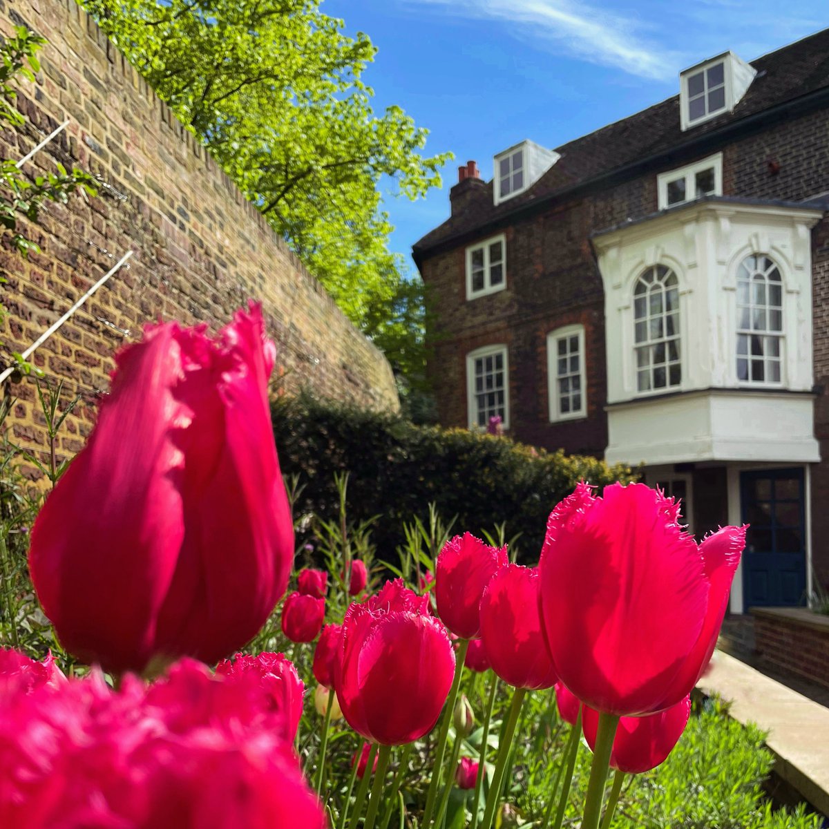 🌷 T U L I P F E V E R 🌷 Sorry as we get our sunnies out - we don’t know what’s brighter: the sun, the sky, or our hot pink frilled tulips?! 🕶️ #hogarthshouse #londonw4 #chiswick