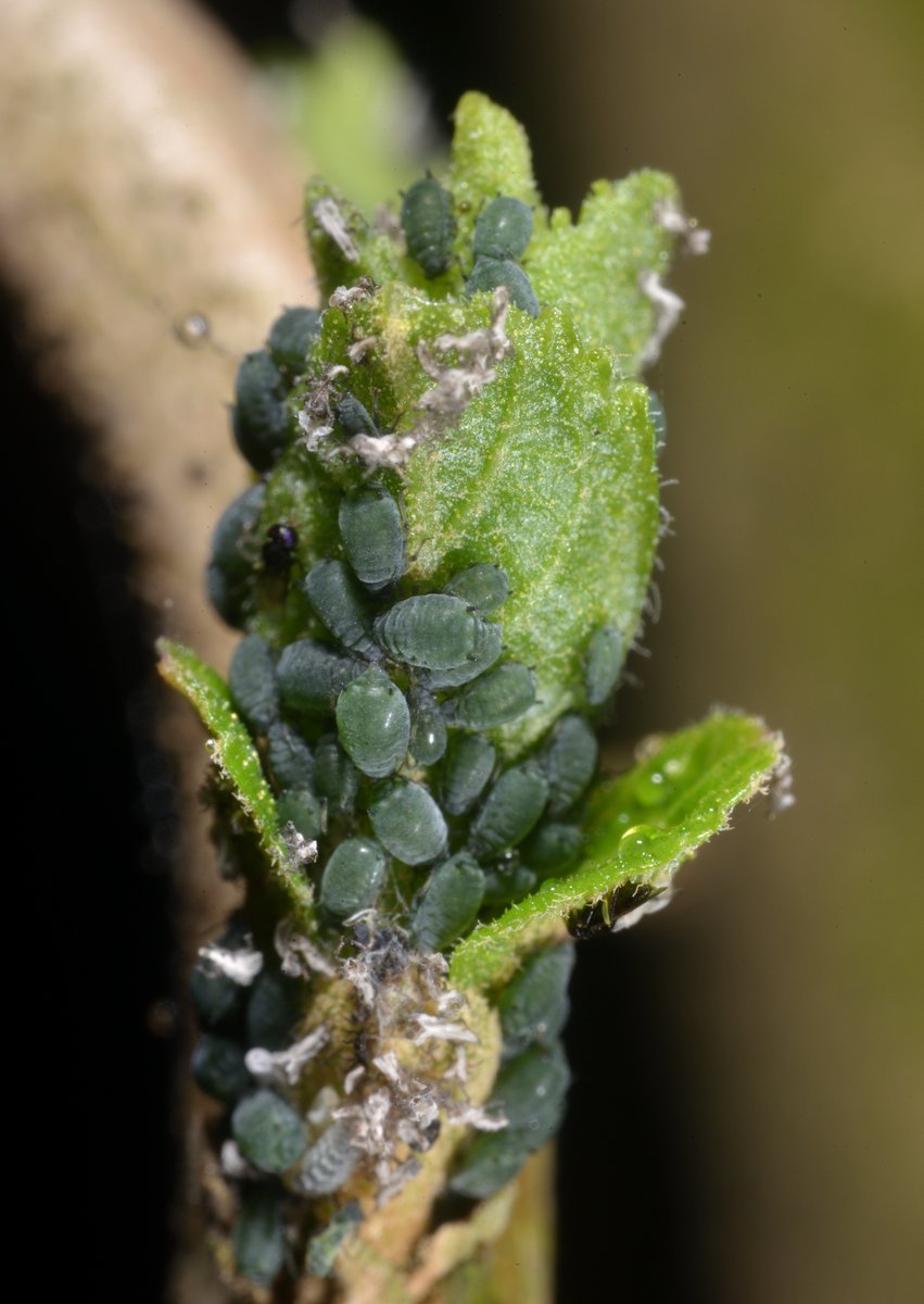 sabikikori5's tweet image. ムラサキシキブの新芽で急速に数を増す #ワタアブラムシ。
撮影中は黒いコバチがいるのに気づかなかった。
#Aphis gossypii #Aphididae #Hemiptera