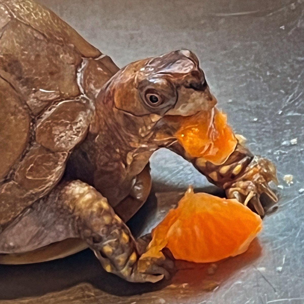 AngelaTague's tweet photo. This is Donnie! He sure loves to dig into some juicy clementines! 

#TurtleMom #Tortoise #ThreeToedEasternBoxTurtle https://t.co/ziP5m67pNR