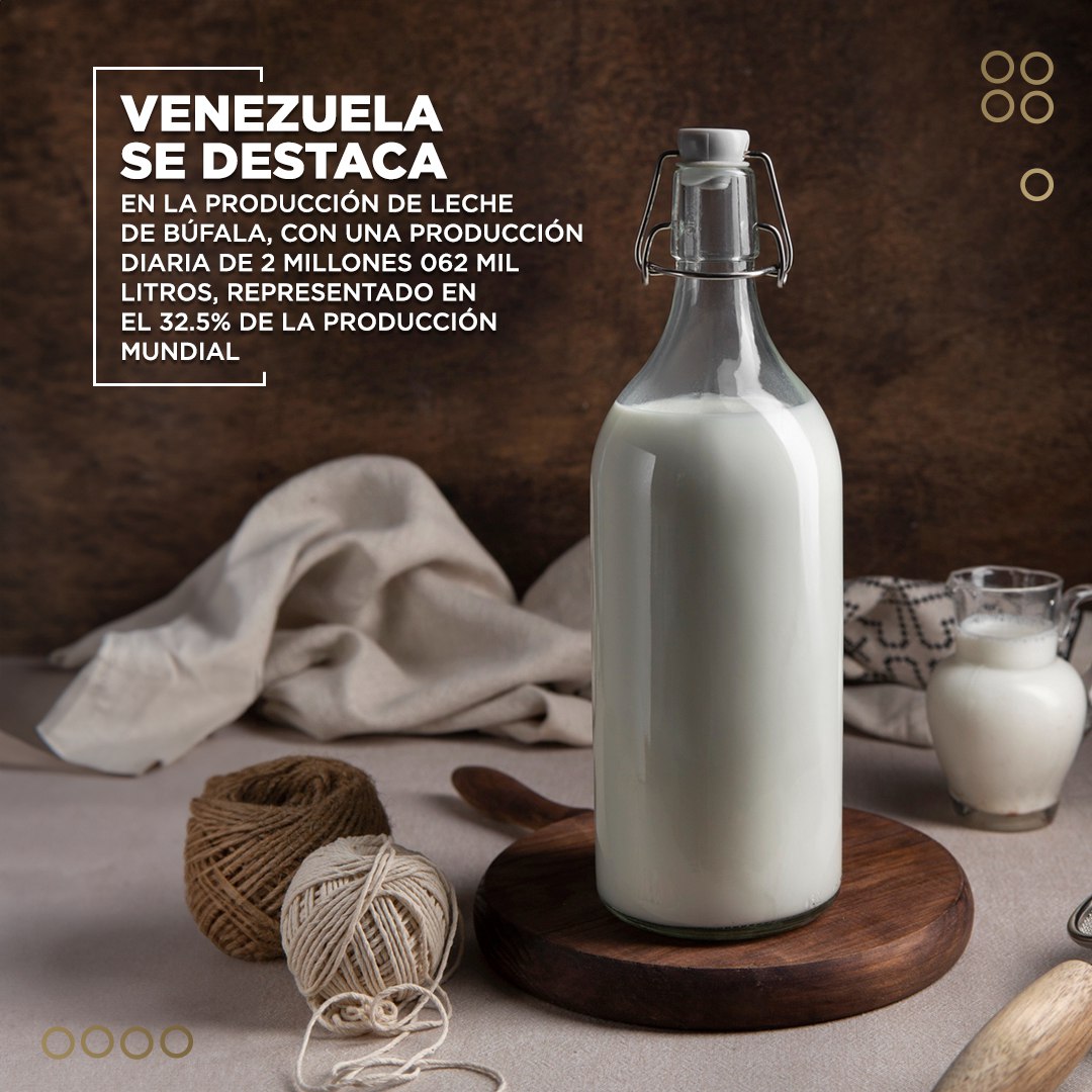Entre el 40% y el 45% de la leche que se produce en Venezuela corresponde al sector bufalino, cuya producción al año es de 750 mil toneladas. Eso corresponde entre un 31,5% 32,5% del total de leche que se produce en el mundo. Vía @CiipVen #oriele #donnalisi #PRELEMI #perletti