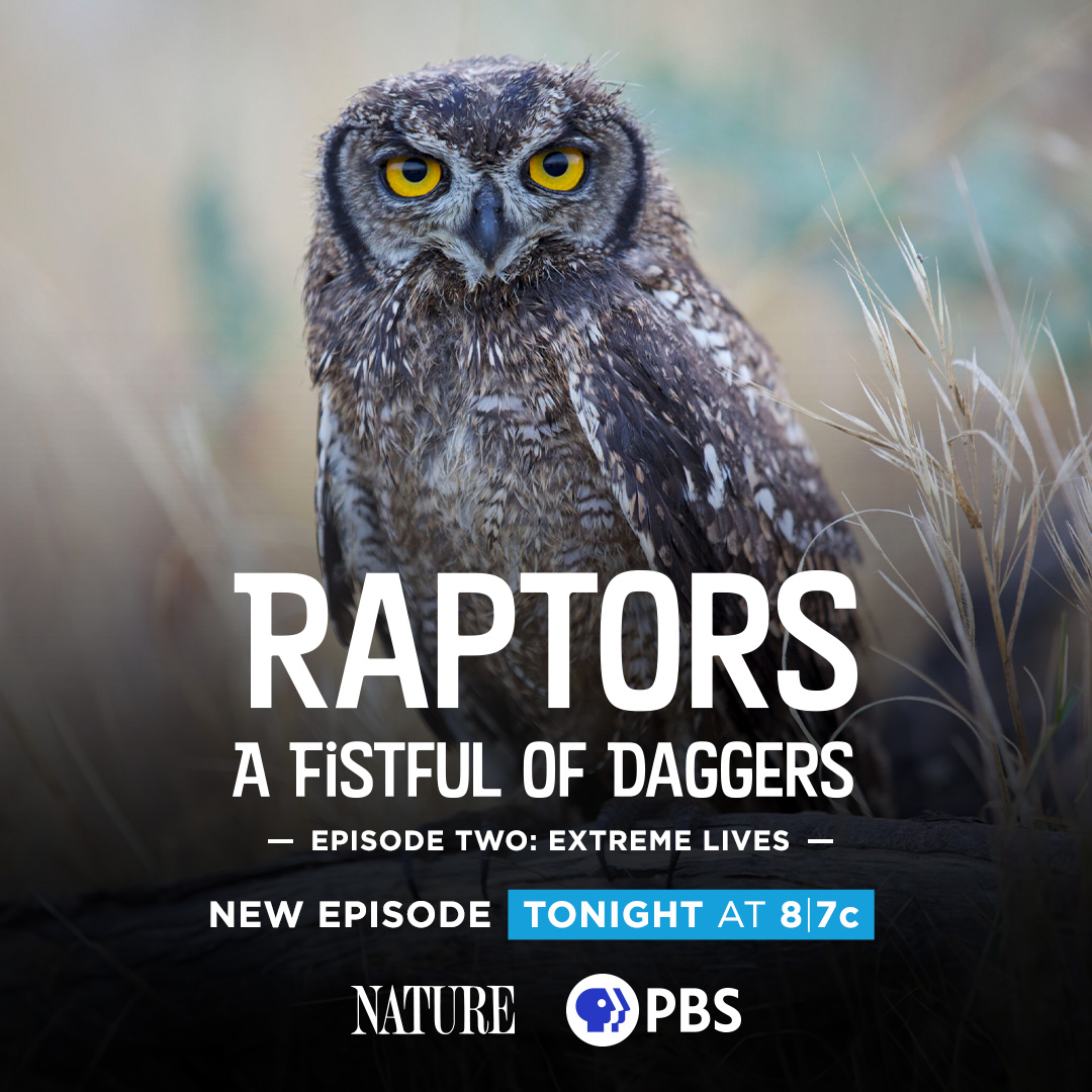 'Raptors: A Fistful of Daggers' continues tonight! Will you be watching? #NaturePBS