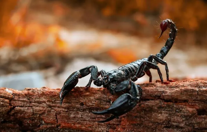 PaleontologieFr's tweet photo. Le #scorpion🦂, fascinant exemple d’#évolution :
Des #fossiles remontant à plus de 430 Ma mettent en lumière la capacité de survie des #scorpions, qui étaient à l’origine des spécimens aquatiques géants.
#Silurien #Chelicerata
https://t.co/oW20vsyiV3 https://t.co/oRBW6mabNy