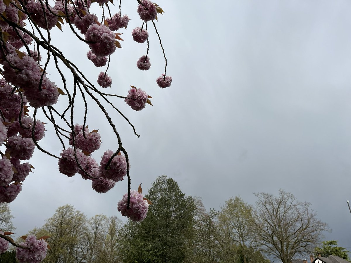 Set off for an #AfternoonWalk to the woods to see the Bluebells…but the colour of the sky in that direction altered our plans, so just a short walk through the churchyard & cemetery to see the blossom, bluebells another day 😄🌧️🌸🌿