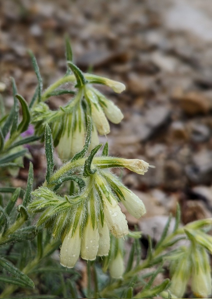 Golden drops (Onosma echioides subsp. canescens) we found unfurling out of the rock, here in the hills of Sicily.