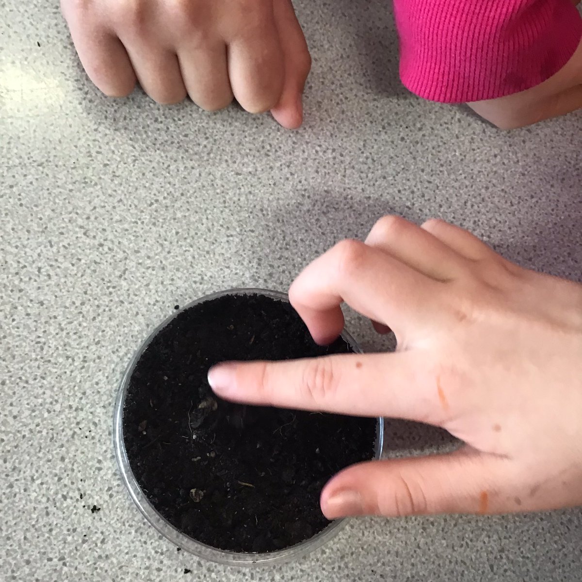 MrsJonesJ7's tweet photo. Busy creating a Science Investigation- What effects the growing of seeds #sunlight #water #oxygen #fairtest #constants #variables 🌱 https://t.co/GNx1QyMpEn