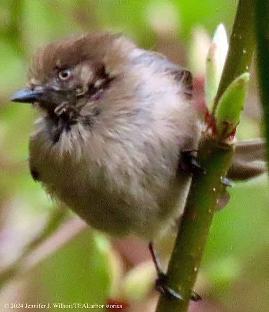 'Bushtit Neighbor' #TEALarborstories #ImageofWk tealarborstories.blogspot.com/2024/04/image-…