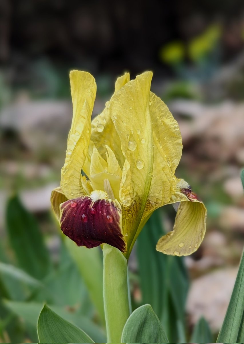 A box-fresh wild iris we found here in the hills of Sicily: