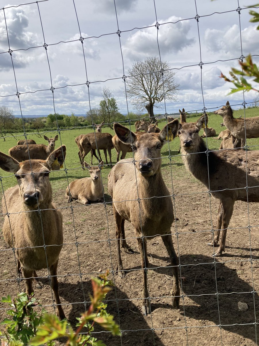 BenRymerHist's tweet photo. Other highlights of this walk along the Oxford Green Belt Way included an unusual heptagonal porch at Sunningwell, and some inquisitive deer https://t.co/ff8Kve1NSy