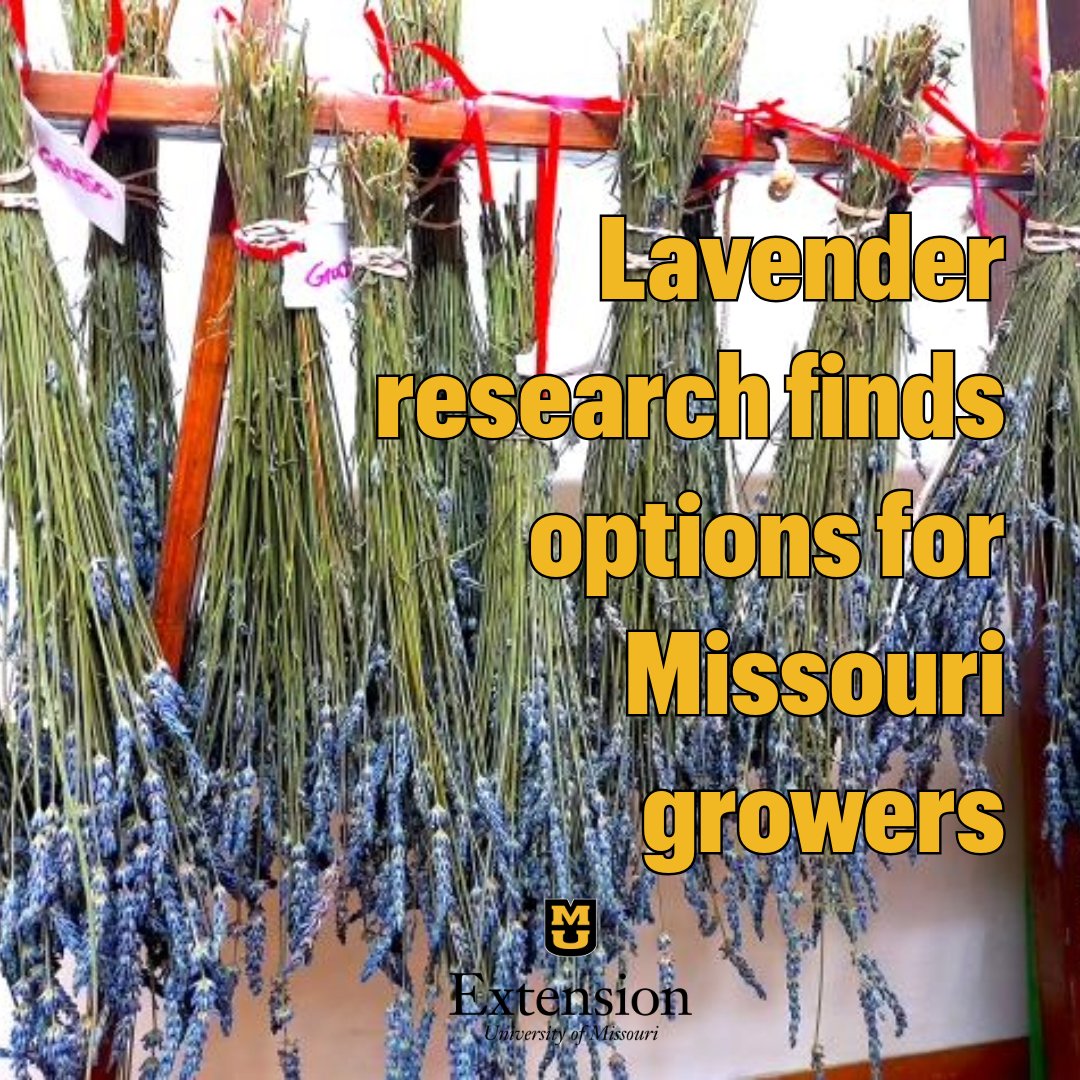 MU Extension horticulture specialists have spent three years researching how to successfully grow lavender in Missouri. Get details on what the research found: extension.missouri.edu/news/mu-extens…