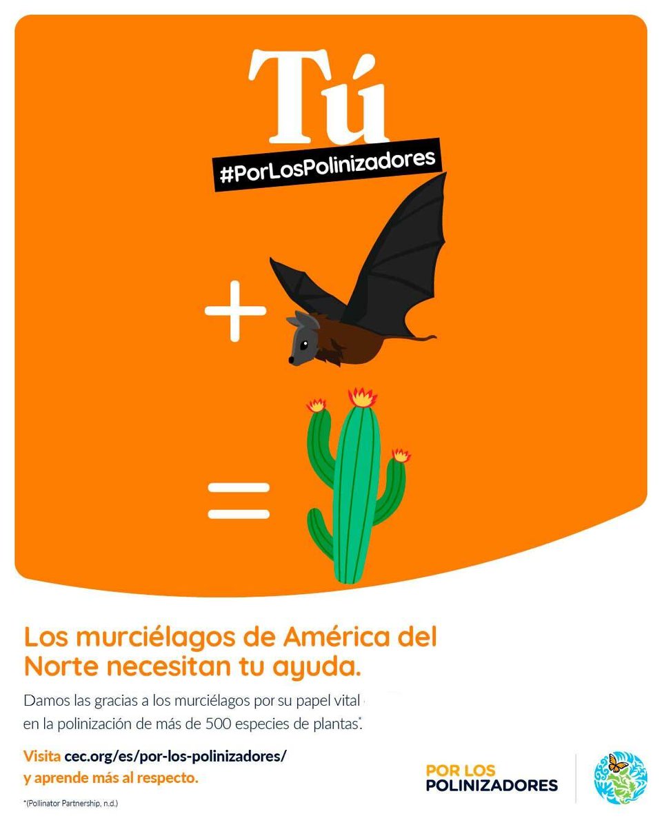¿Sabías que en México y Estados Unidos los murciélagos polinizan cactus para obtener frutos?🌙🦇

¡Celebra a los #polinizadores como los murciélagos en este #DíaInternacionaldelMurciélago !

Más información: cec.org/es/por-los-pol…

🌼 #PorLosPolinizadores