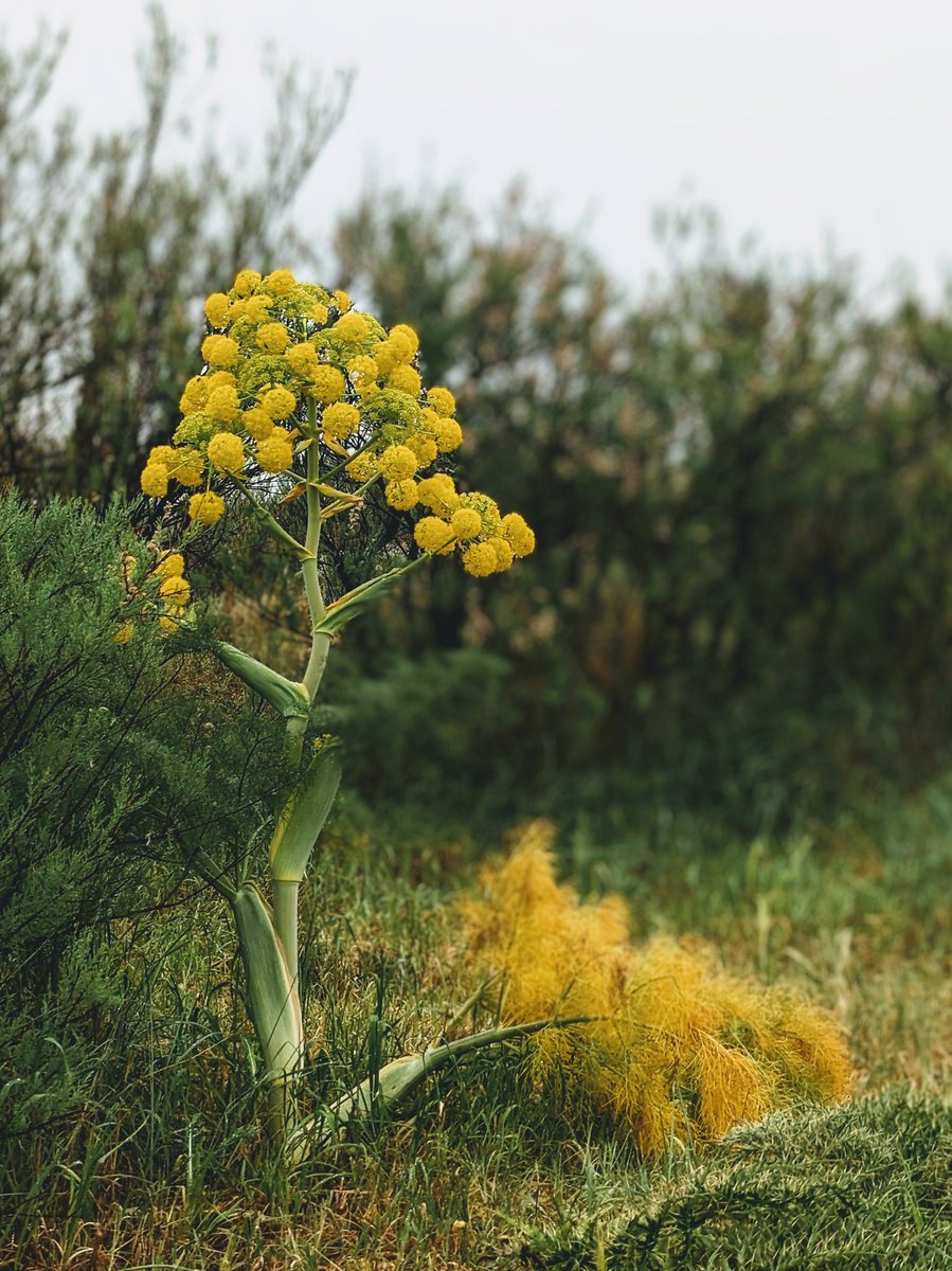 Giant fennel is common in the hills of Sicily. Its inch-thick stems rise to the height of people. Seeing it always gives me a thrill.