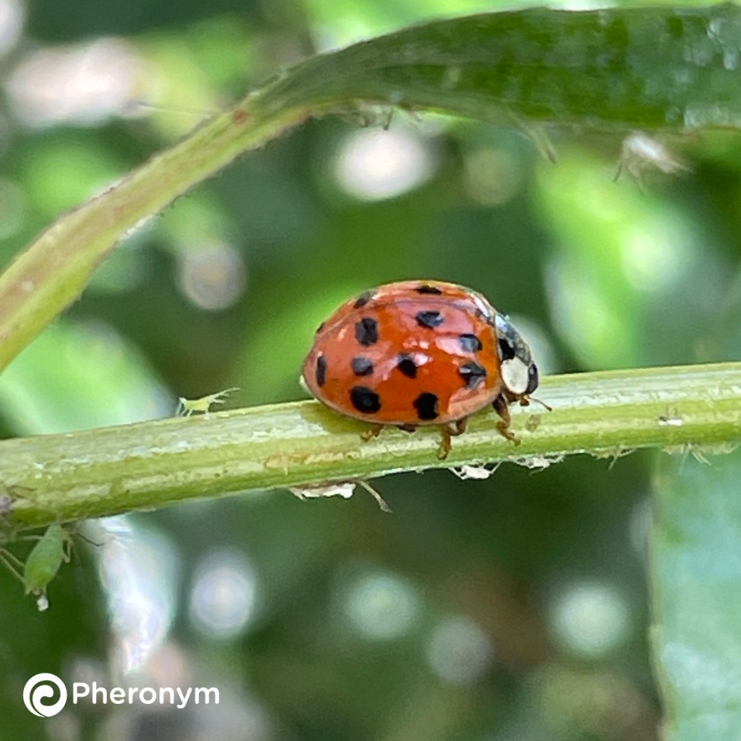 Fantastic example of biocontrol at work. Aphid infested roses are being rescued by ladybugs and nymphs! #biocontrol #aphids #ladybugs #ecofriendly