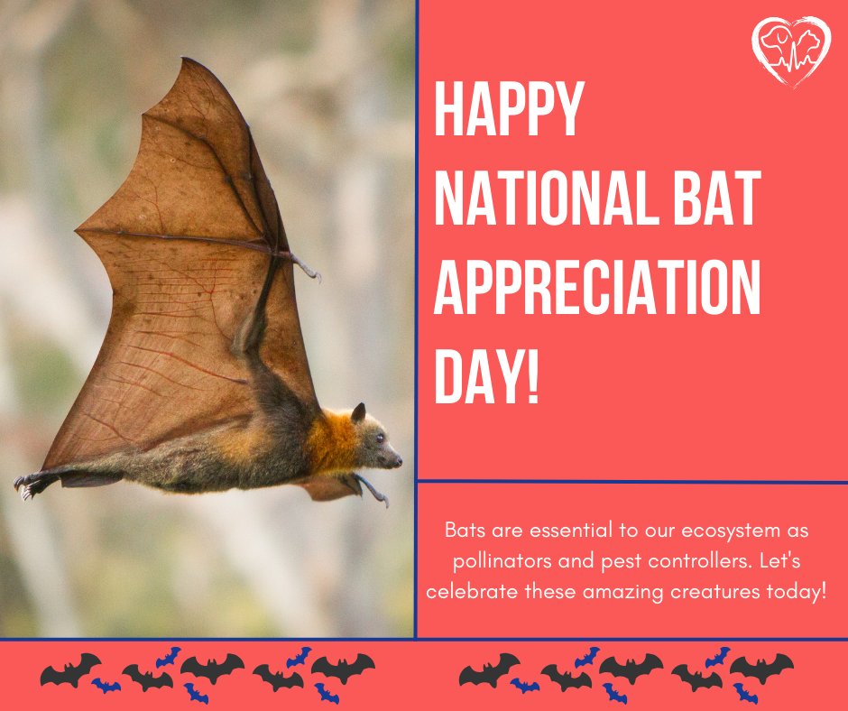 Bats are an extremely important part of the ecosystem. Learn more about them below! bit.ly/42vsnel