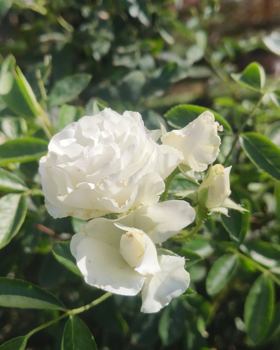 1. Striped Barbados lily. 🍂🧡

2. White rose of york. 🥀🤍