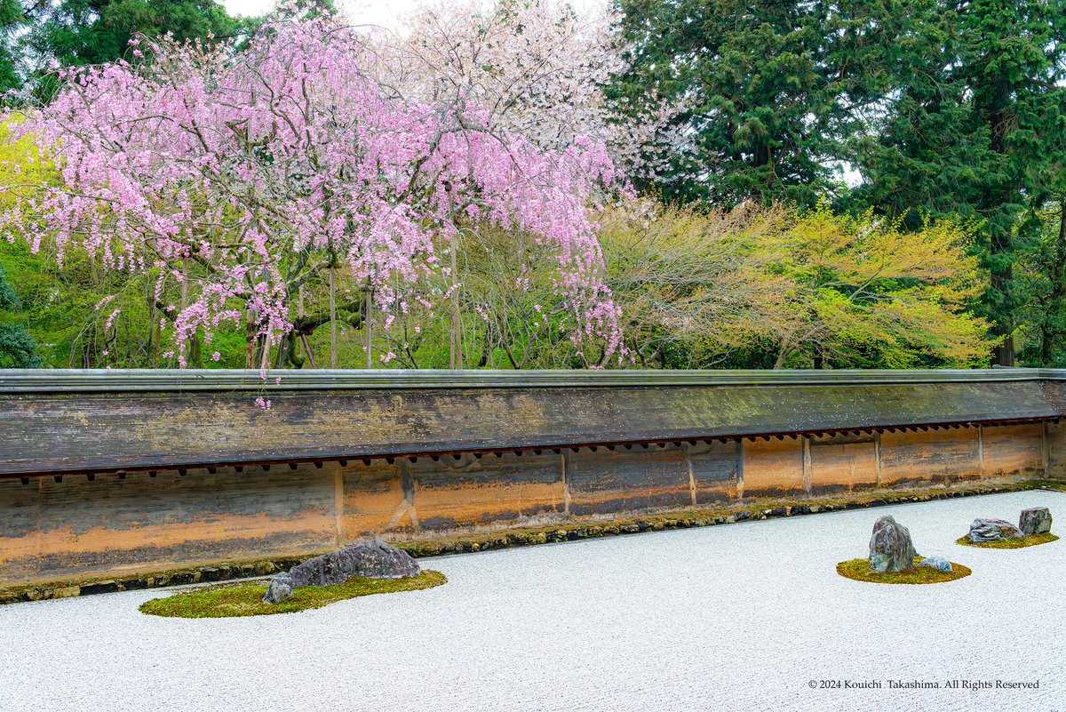 京都「龍安寺」📸 わび・さびの世界が美しい✨ #NaturePhotography #kyoto