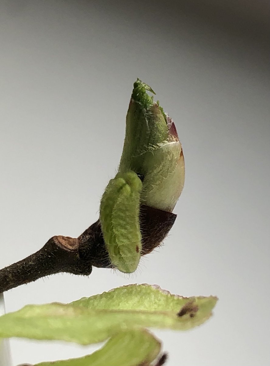 The Wych Elm buds are opening and the White-letter Hairstreak caterpillar breaks cover! 🍃 🐛 #Satyrium #Baildon #VC64 ⁦@BC_Yorkshire⁩