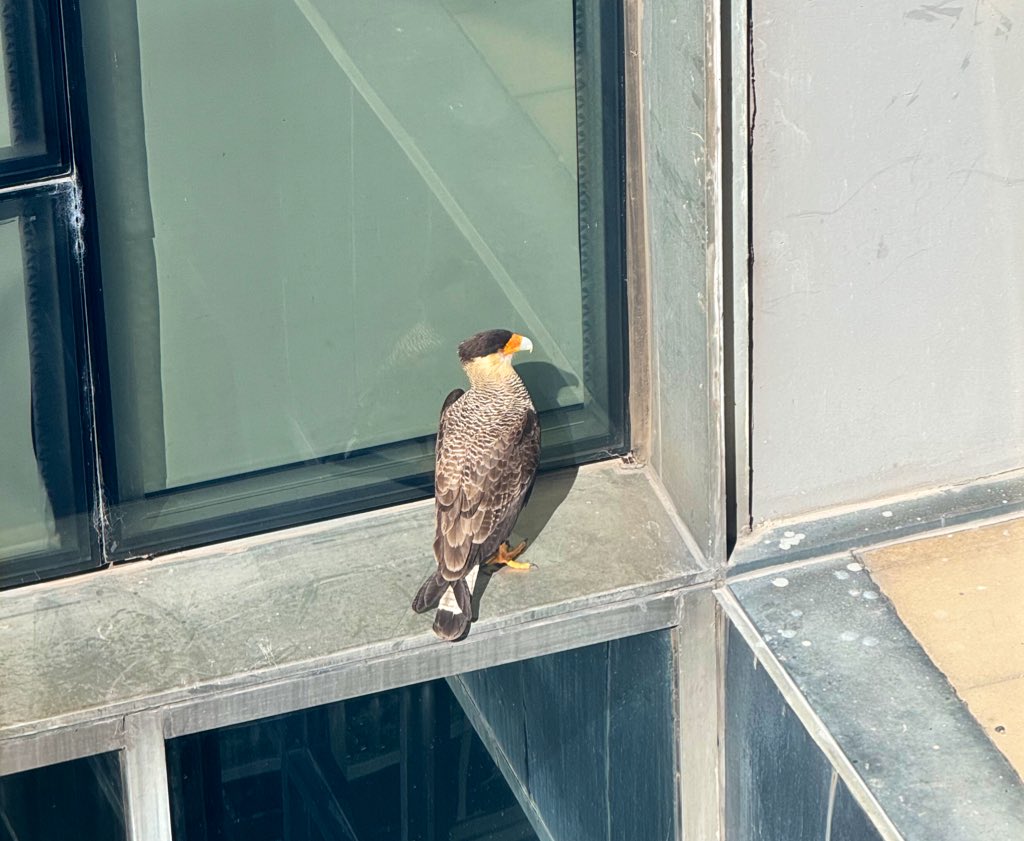 Hay un nido de caranchos en la ventana de mi oficina en el Congreso de la Nación. Dato, no opinión.