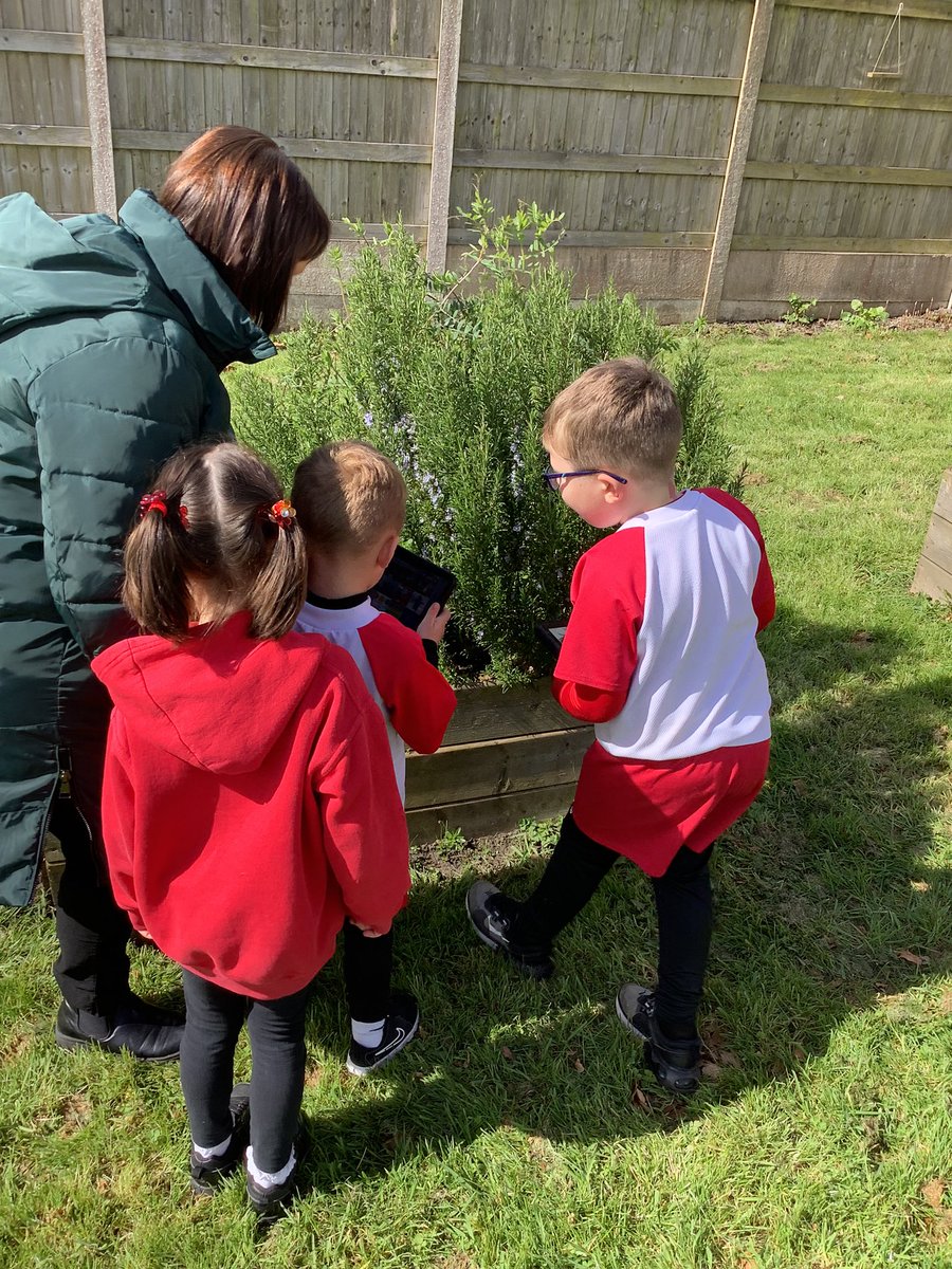 Class1Aspull's tweet image. This afternoon in computing we have used the iPads to take pictures of plants. Next week we will use the app ‘pic collage’ to edit and label them #acpscomputing