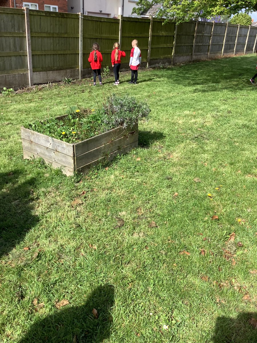 Class1Aspull's tweet image. This afternoon in computing we have used the iPads to take pictures of plants. Next week we will use the app ‘pic collage’ to edit and label them #acpscomputing