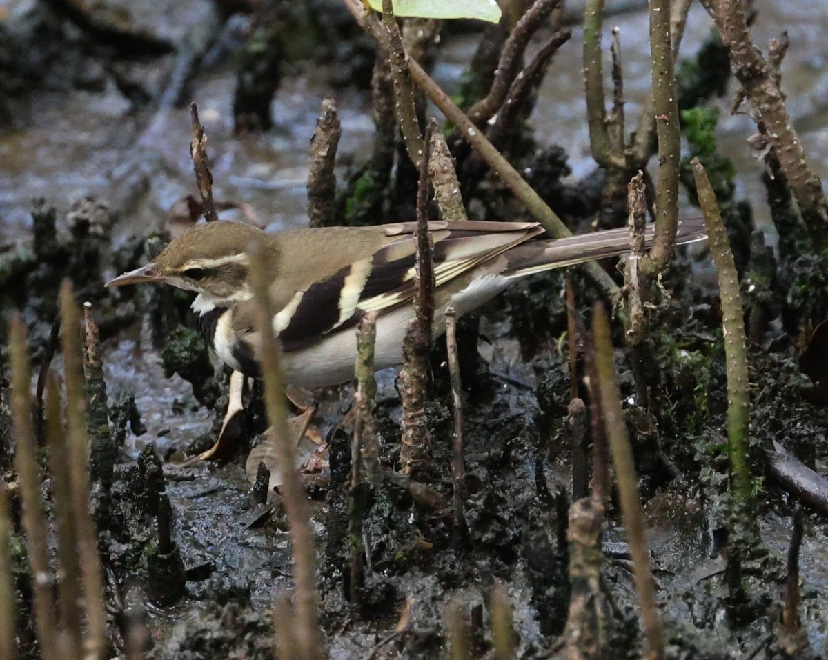 The zoothera of the wagtail world..Forest Wagtail..had two creeping about in mangroves in the Laem Phak Bia Research Project this afternoon and playing hard to get but eventually persistence paid off..Gorgeous things 😁 #Thailand