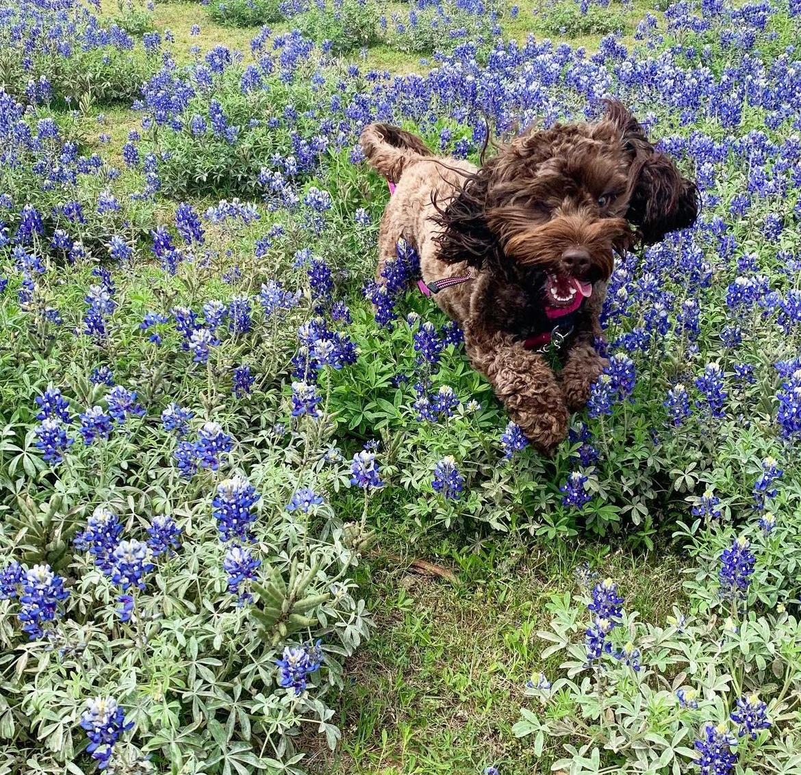 took my dog to those bluebonnet fields in texas once & these are the photos i took right before she crashed an influencer’s photoshoot as one does in NATURE