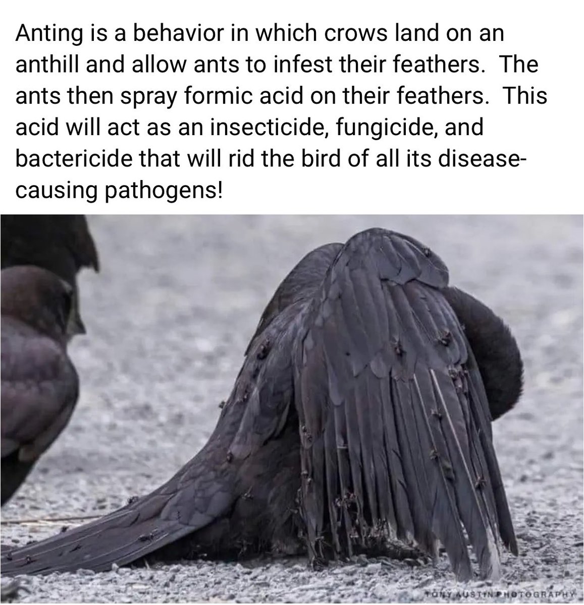 traaaaaaaaacyyy's tweet photo. 😲 🐦‍⬛ 🐜 👇🏻 #crows #anting https://t.co/74lWcbDxRV