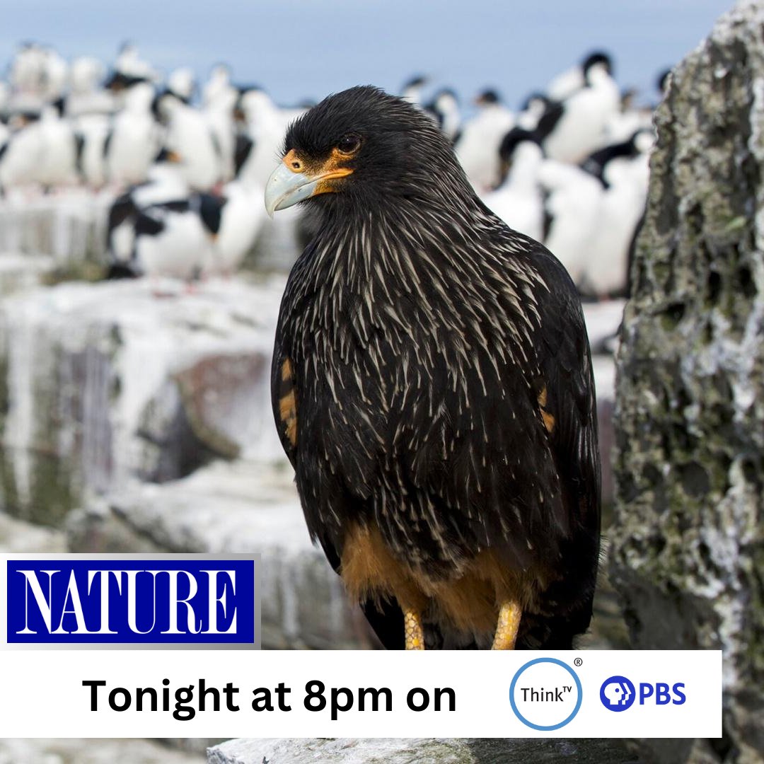 See the extreme ways in which birds of prey conquer the toughest habitats on Earth on a special episode of Nature - Raptors: A Fistful of Daggers: Extreme Lives tonight at 8pm on ThinkTV16, the station livestream, or the PBS App: video.thinktv.org/video/about-ra….